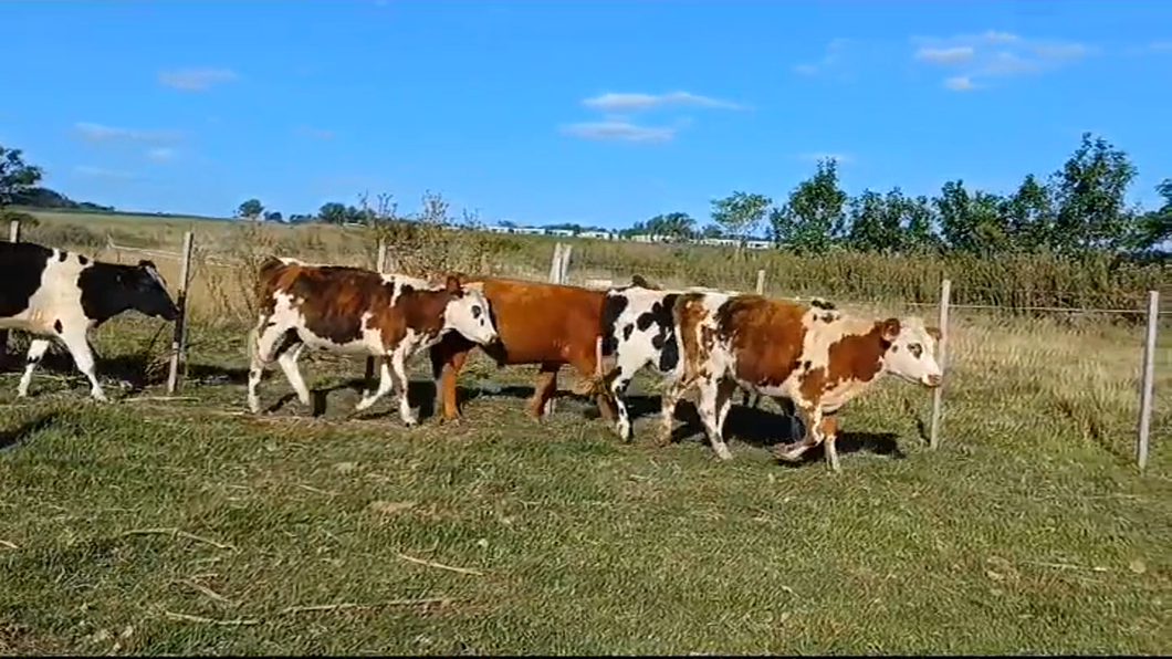 Lote (Vendido)6 Novillos 1 a 2 años 4 NORMADO - 1 NORMANDO/ ANGUS - 1 RA a remate en #41 Pantalla Carmelo  270kg -  en CARDONA