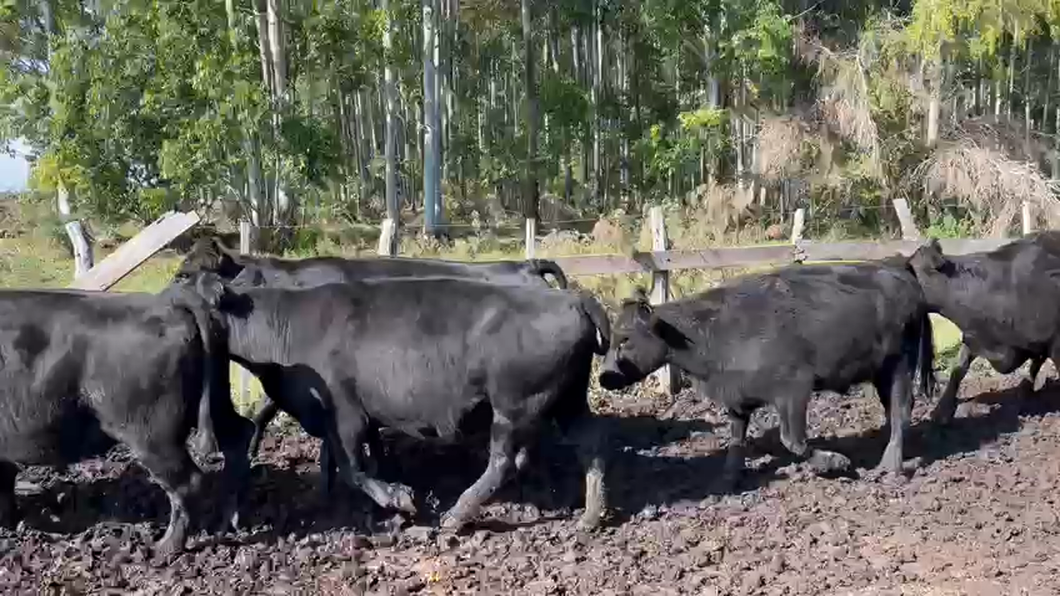 Lote 20 Vacas CUT preñadas en Entre Ríos, Concordia