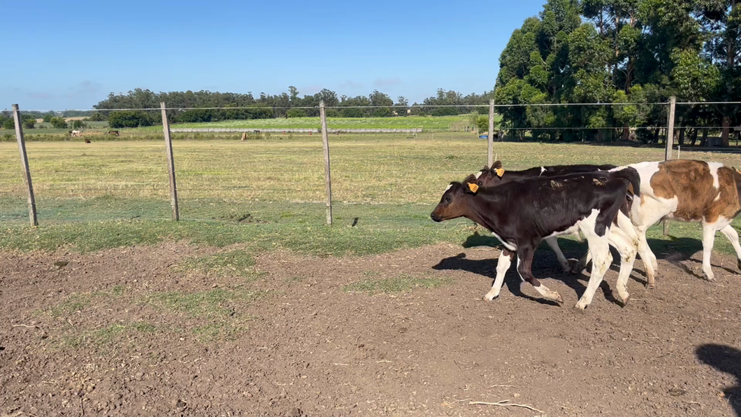 Lote TERNEROS