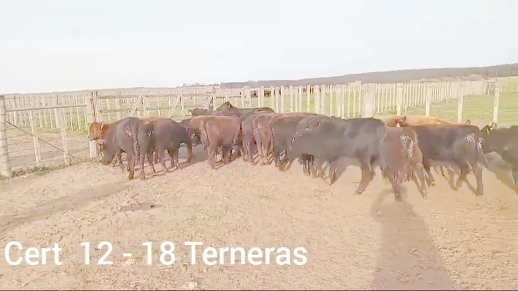 Lote TERNERAS