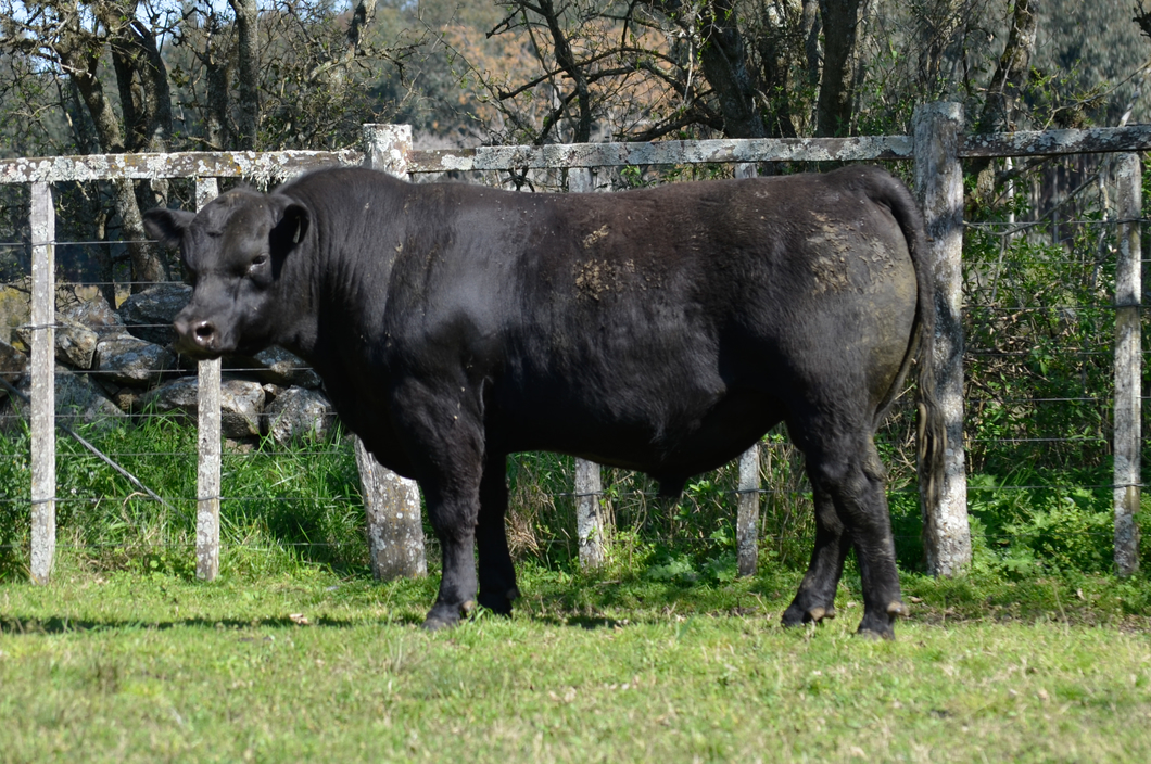 Lote La Ganadera