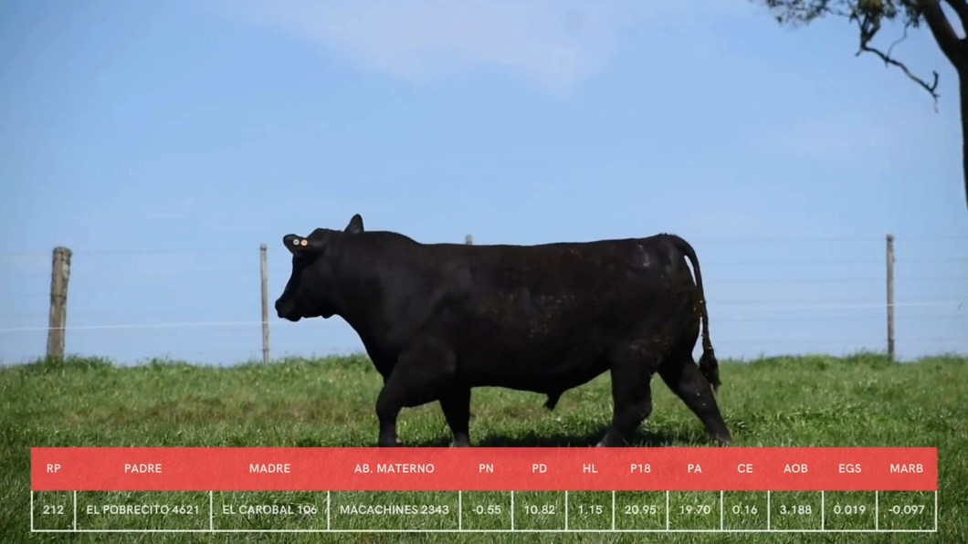 Lote Toros a remate en La Concepcion y El Carobal, Cerro Largo