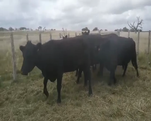 Lote 7 Vacas de Invernada AA a remate en Pantalla Camy 520kg - , San José