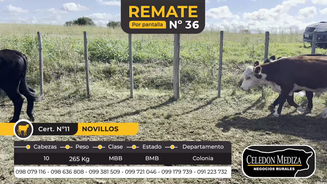 Lote 10 Novillos 1 a 2 años en Las Víboras, Colonia