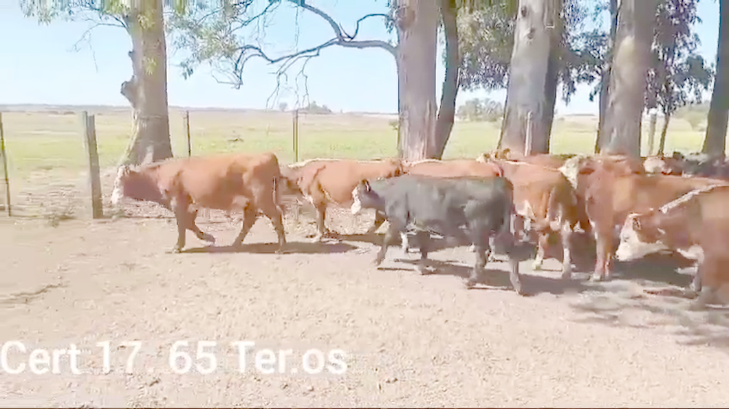 Lote TERNEROS