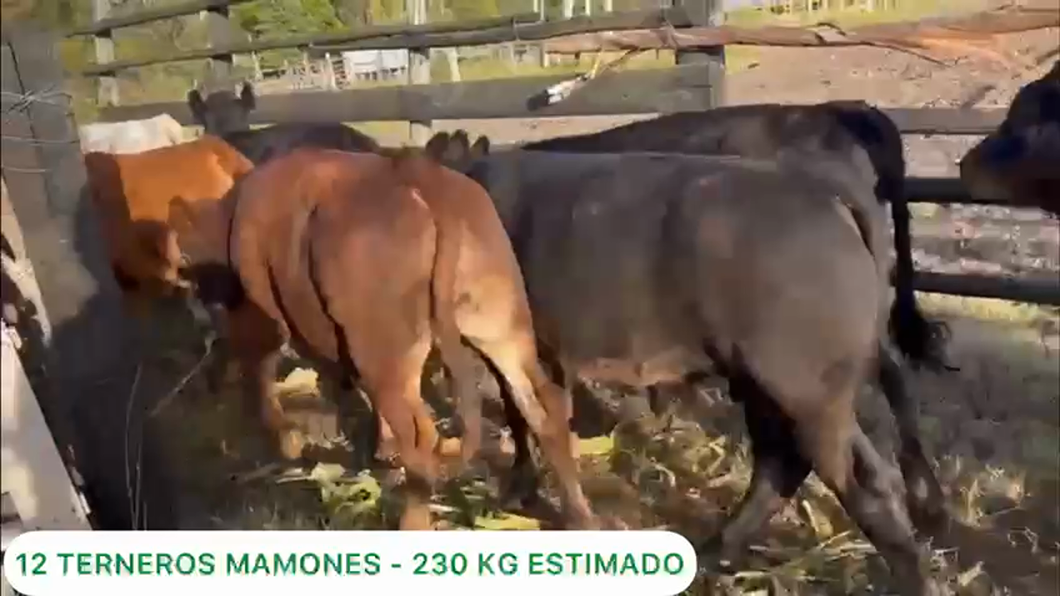 Lote 12 Terneros Mamones