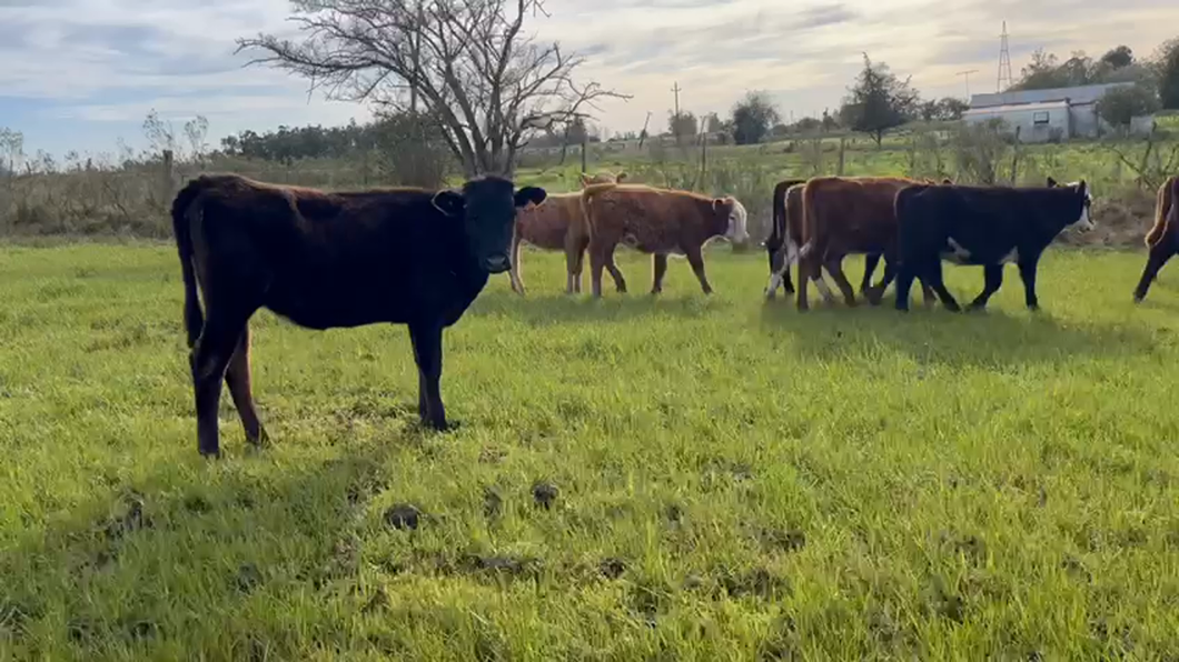 Lote 13 Vaquillonas  Hereford y Angus a remate en Aniversario 115 Años - Camy en a 15 km de santa lucia