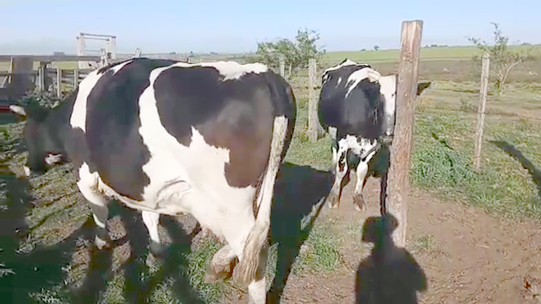 Lote 2 Vacas de Invernada HOLANDO a remate en REMATE POR PANTALLA 580kg - , San José