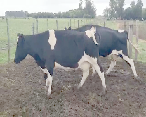 Lote 2 Vacas de Invernada HOLANDO 500kg - , San José