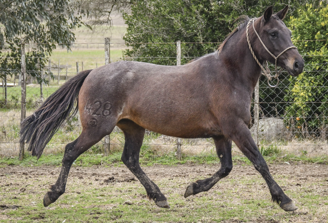 Lote ENREDADA GAITERA