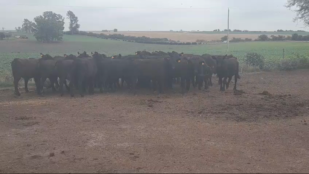 Lote 34 Terneros ANGUS/ LIM/ BRA a remate en #42 Pantalla Carmelo  200kg -  en VIBORAS Y VACAS