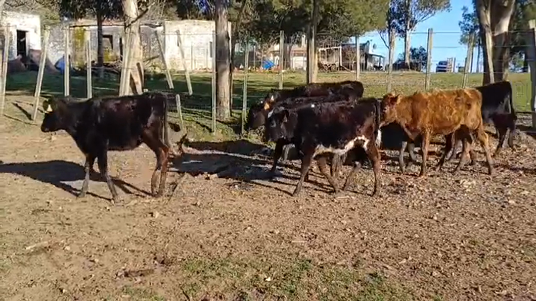 Lote 7 Terneras HOLANDO/ ANGUS a remate en #47 Pantalla Carmelo 110kg -  en PUNTAS DEL SAUCE