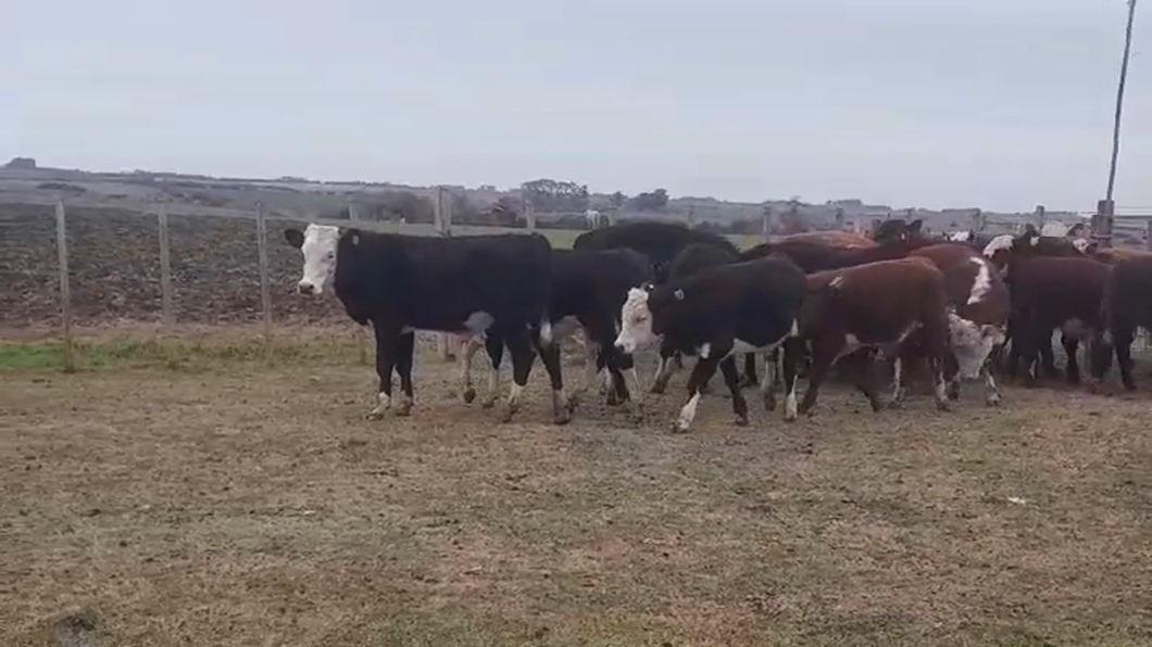 Lote (Vendido)24 Terneros HEREFORD/ ANGUS a remate en #48 Pantalla Carmelo 210kg -  en PASO SENA