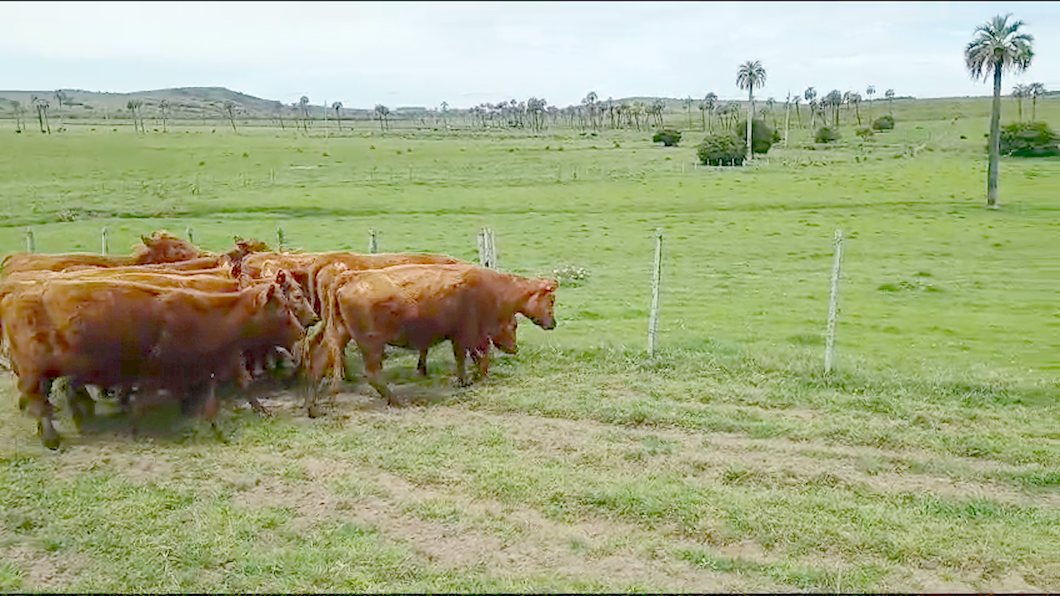 Lote 10 Vaquillonas SA