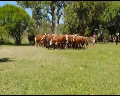Lote 45 Vacas medio uso en San Justo, Santa Fe