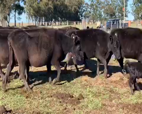 Lote 21 Vacas en Pila, Buenos Aires
