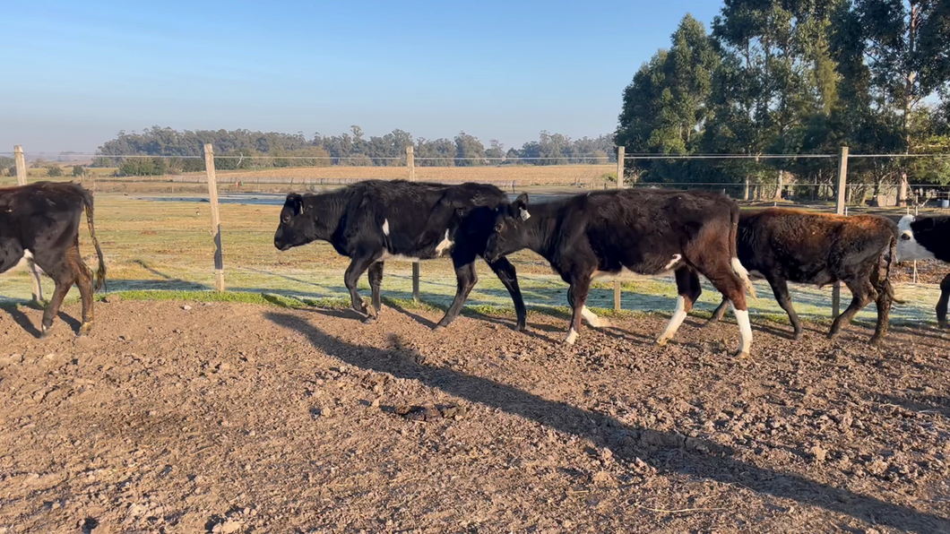 Lote TERNEROS Y TERNERAS