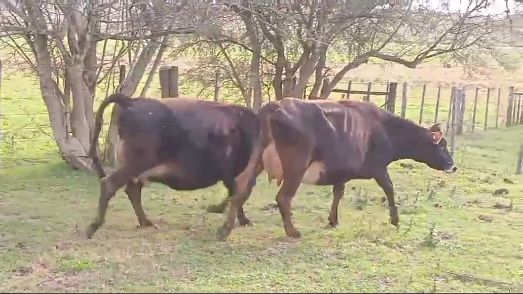 Lote PIEZAS DE CRIA