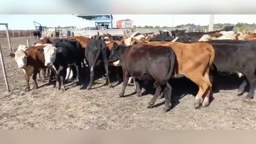 Lote 37 Vacas de invernar en Entre Ríos, Concepción del Uruguay