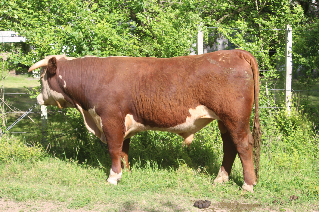 Lote PEDIGREE DE 2 AÑOS