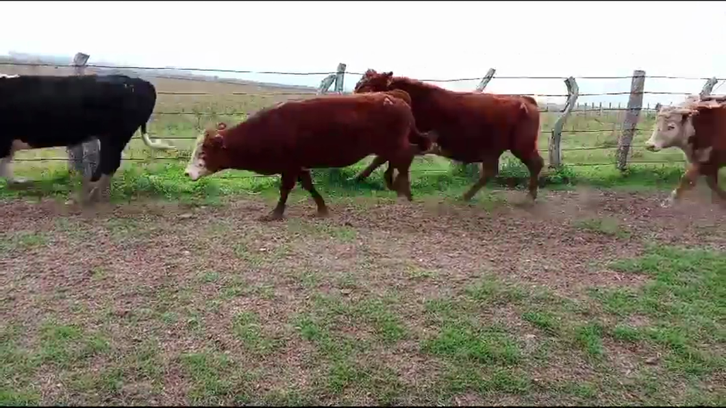 Lote 22 Terneros más 180 kg RAZAS CARNICERAS Y SUS CRUZAS a remate en Pantalla Expo Salto - Daniel Medina 243kg -  en TOMAS GOMENSORO. RAMAL RUTA 30 Y 3. 3 KM AL OESTE