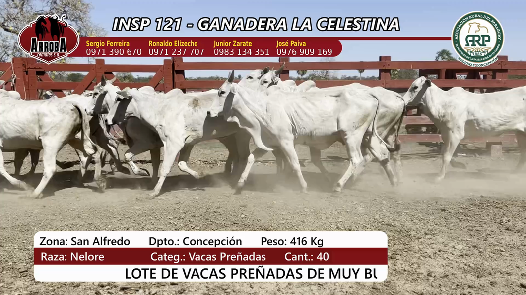 Lote Insp 121