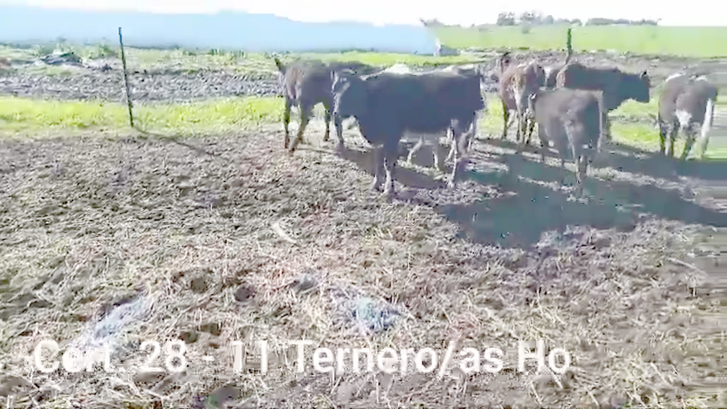 Lote TERNEROS/AS