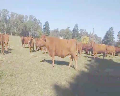 Lote 12 Vacas en Daireaux, Buenos Aires