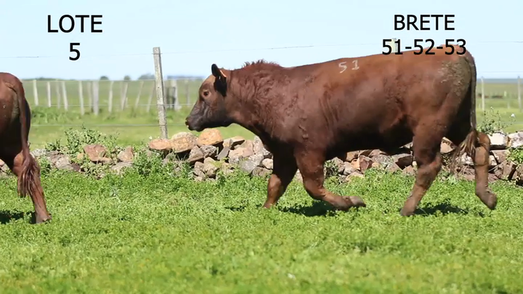 Lote 3 Toros Angus a remate en 6° remate anual de Santa Ines 2023, Artigas