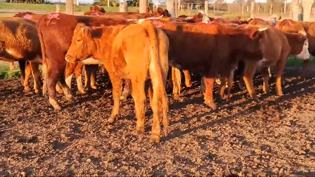 Lote 20 Vaquillonas  Hereford y cruzas a remate en Pantalla Aniversario - Escritorio Camy en Colonia America