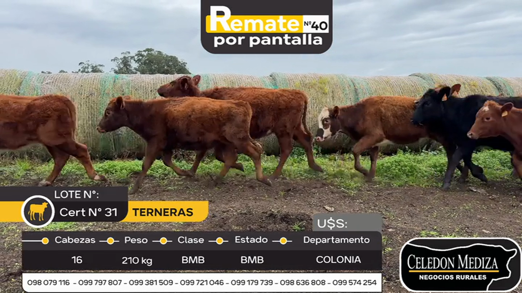 Lote 16 Terneras en Tarariras, Colonia