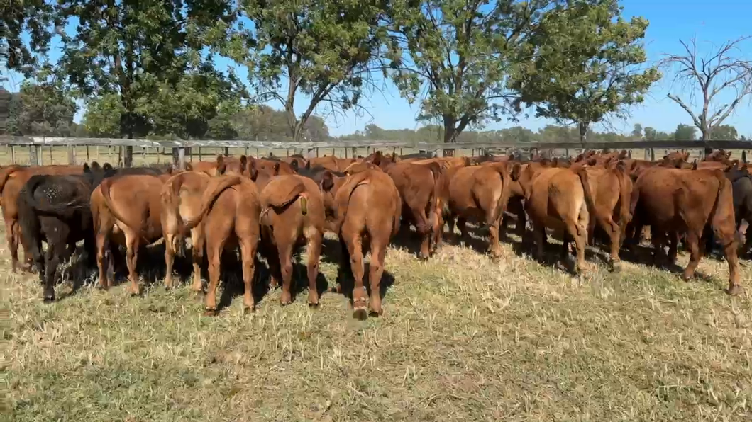 Lote 63 Novillitos