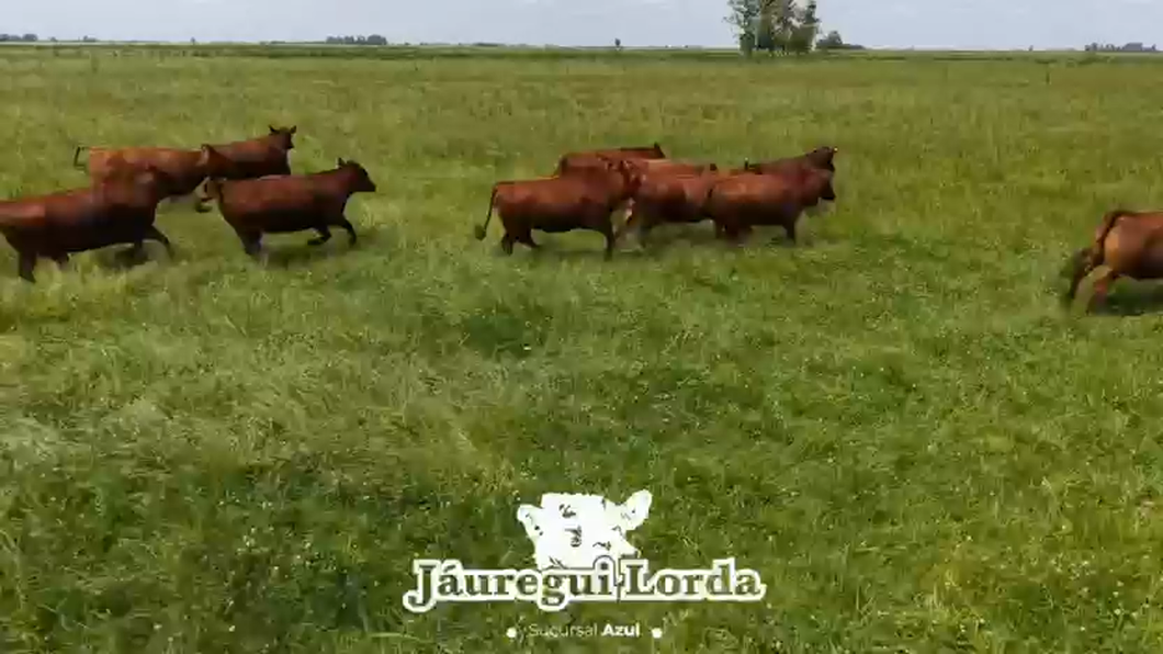 Lote 14 Vaquillonas preñadas