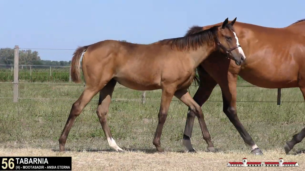 Lote TABARNIA