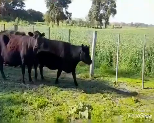 Lote 19 Vacas CUT preñadas en Lobos, Buenos Aires