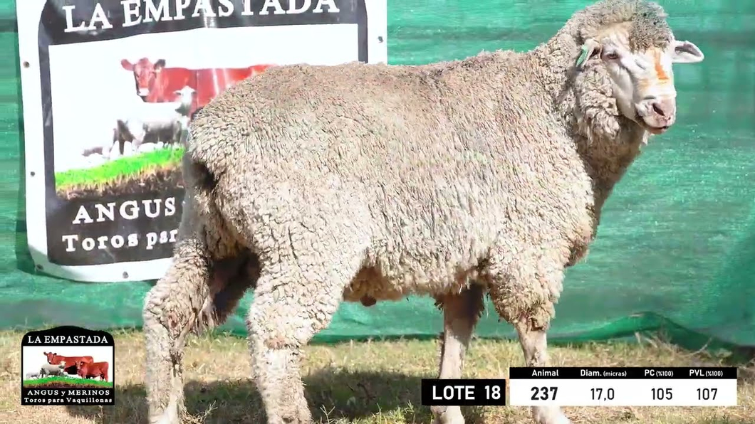 Lote 4 Carneros Merino Dohne a remate en 33º Remate Cabaña La Empastada, Durazno