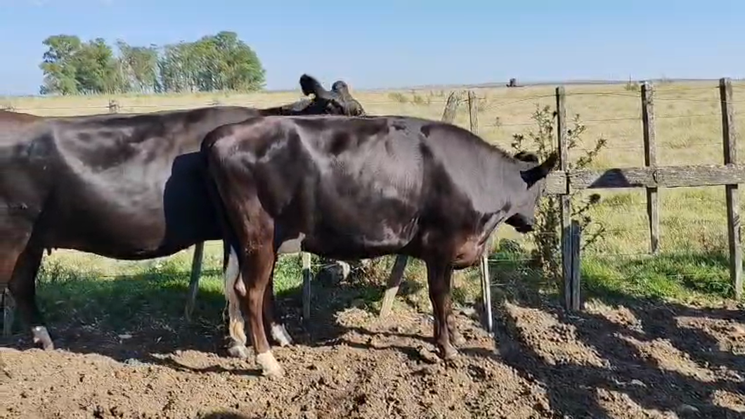 Lote 2 Vaquillonas  500kg - , San José