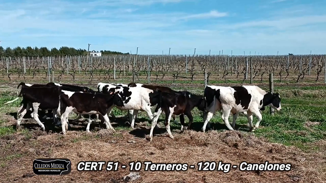 Lote 10 Terneros en Parador Tajes, Canelones