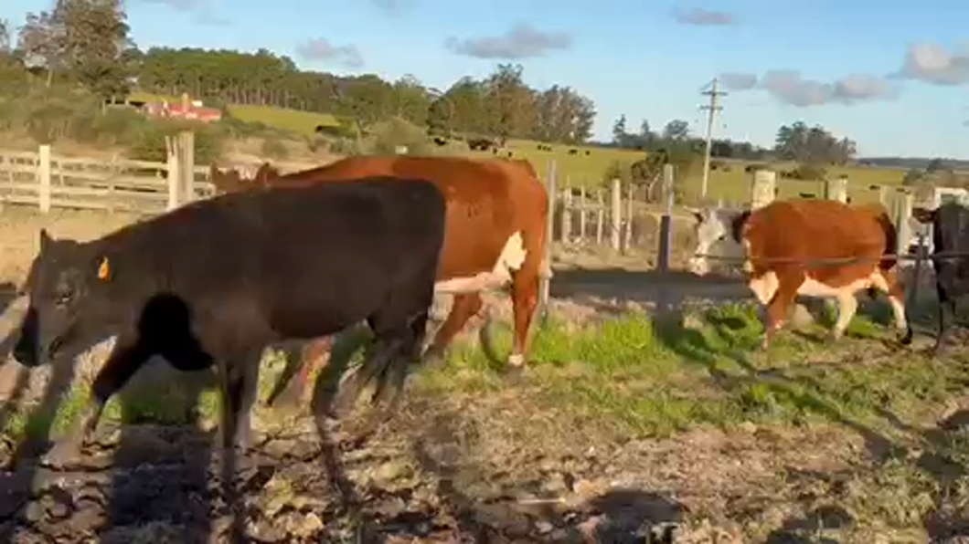 Lote 33 Vacas de Invernada en San Carlos, Maldonado