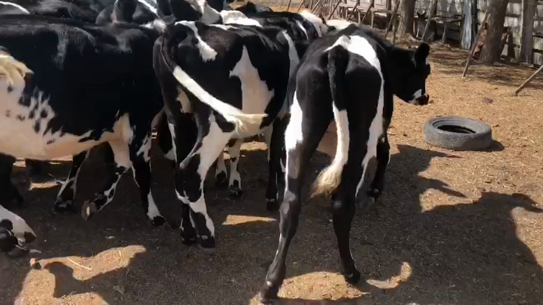 Lote 17 Vaca a remate en Pantalla Camy 230kg -  en Escudero