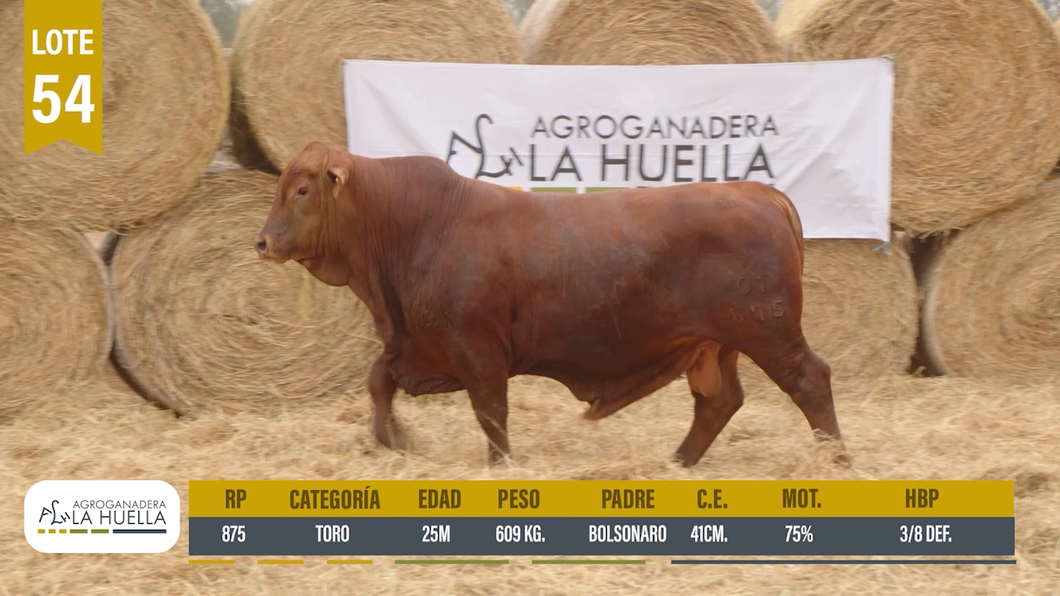 Lote LOTE 54