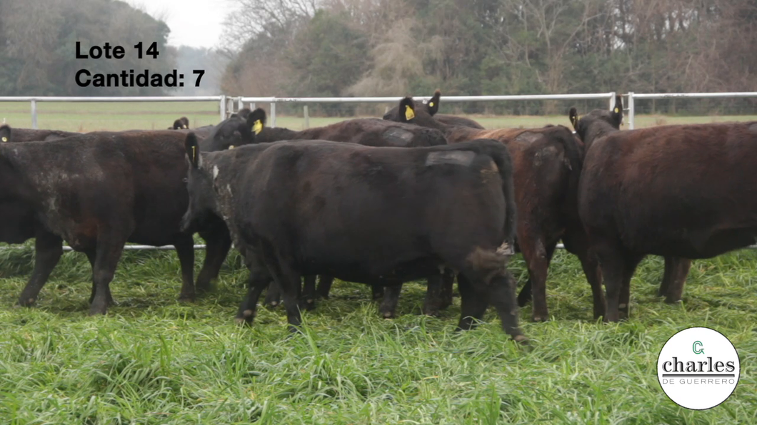 Lote VAQUILLONAS PURAS CONTROLADAS