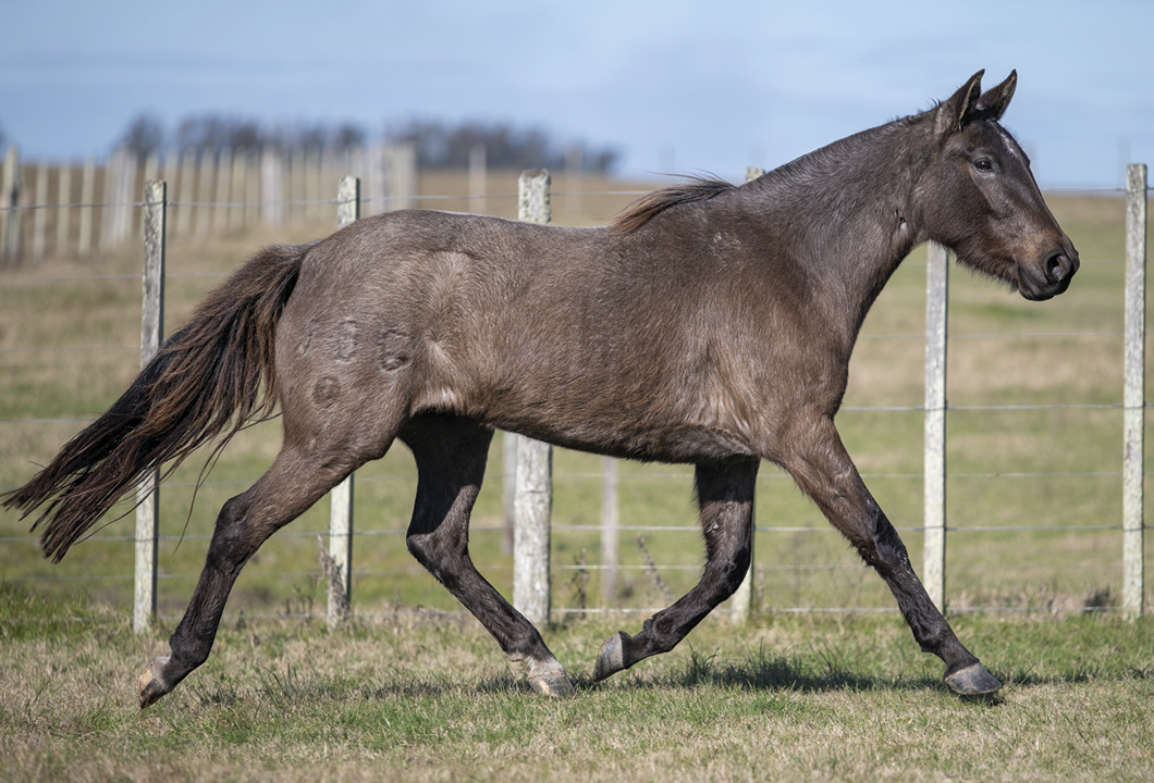 Lote FOMENTERA DE VERDES MARES