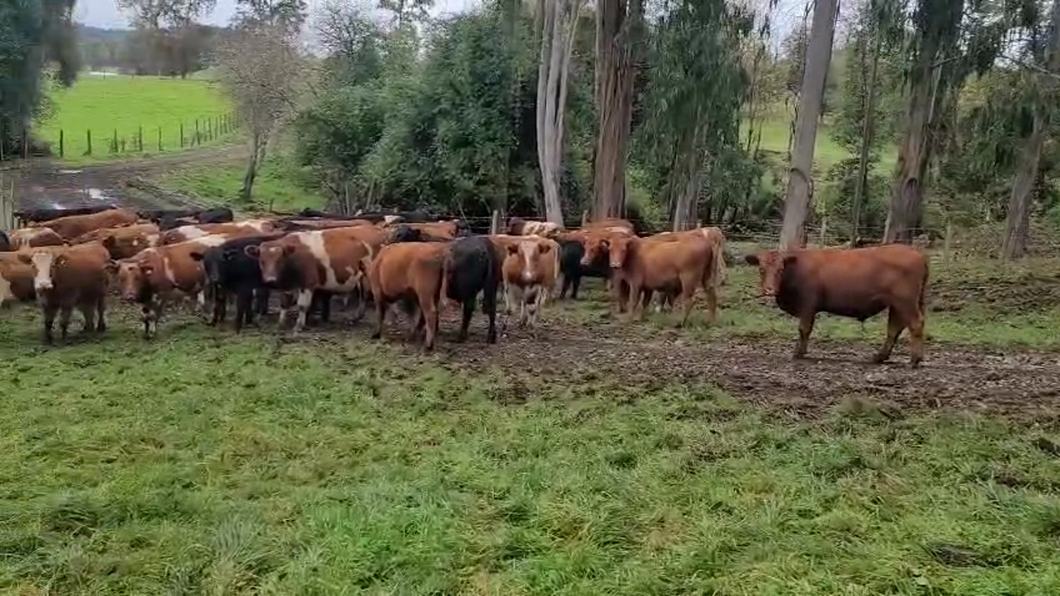 Lote 90 Novillo Engorda en Lago Ranco, XIV Región Los Ríos