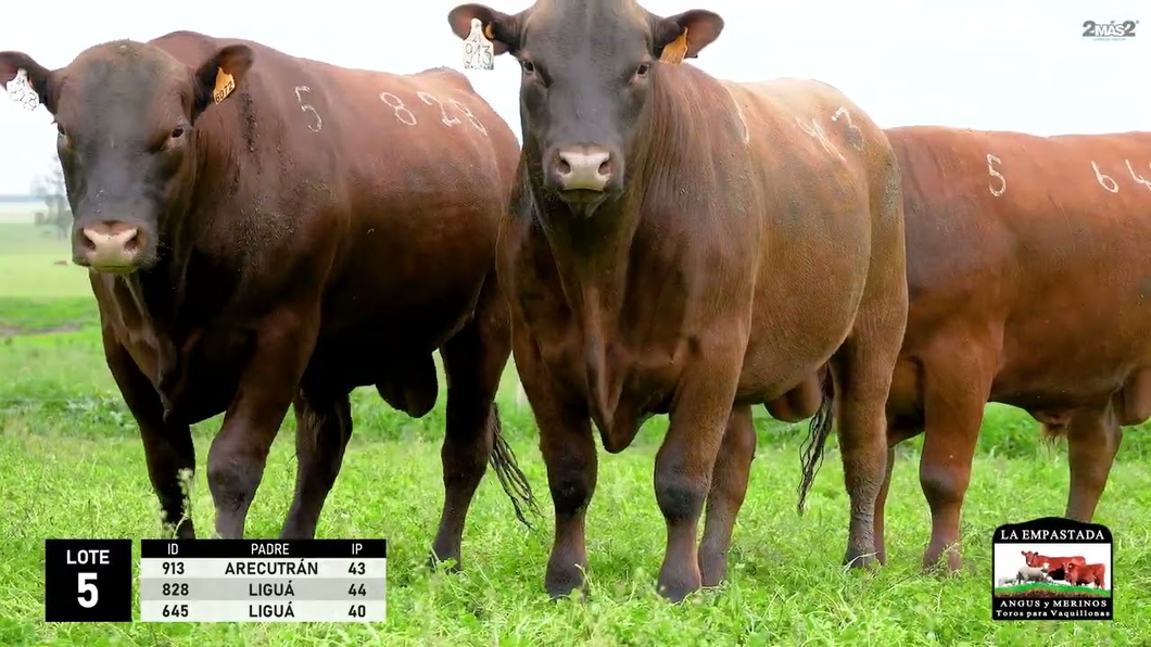 Lote 3 Toros Red Angus a remate en La Empastada - Hotel Santa Cristina, Durazno