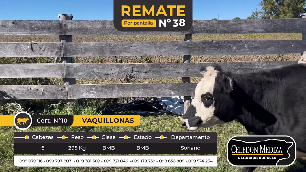 Lote 6 Vaquillonas  en Soriano