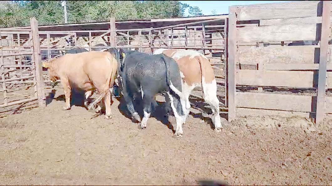 Lote 20 Novillo Gordo en Los Ángeles, VIII Región Biobío