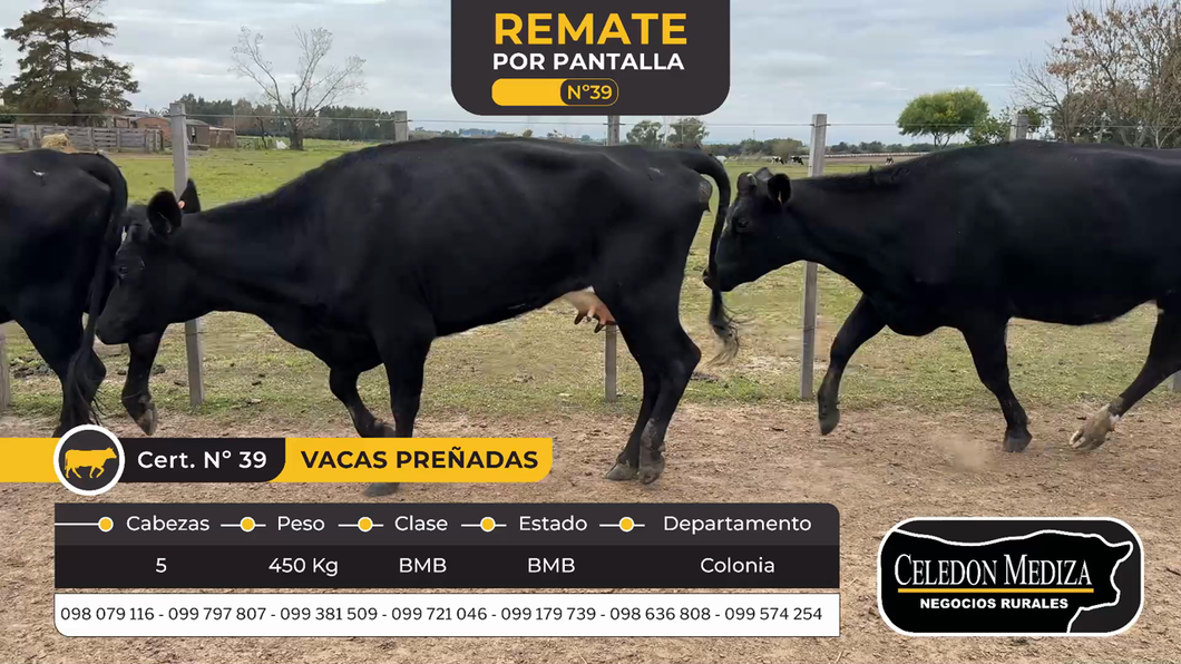 Lote 5 Vacas preñadas en Colonia Cosmopolita, Colonia