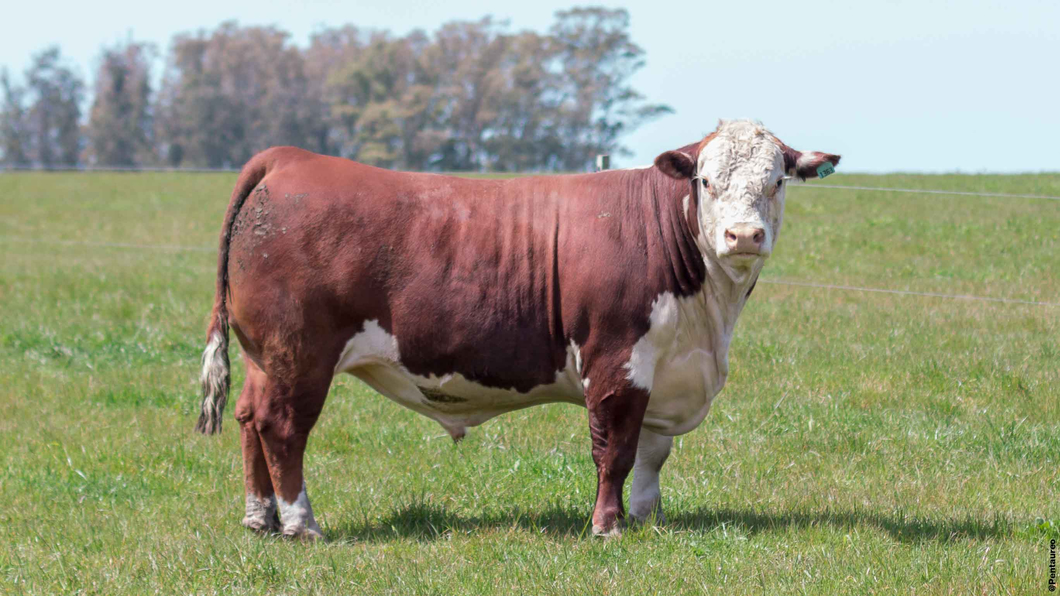 Lote Toros 1363 1364 1390