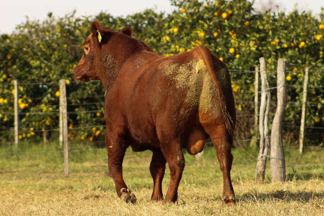 Lote CABAÑA COEMBOTÁ: RP 245